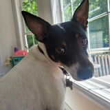 Entry image for Rudy