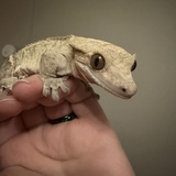 Entry image for BBQ Bunger