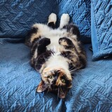 Entry image for Tort