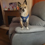 Entry image for Peanut