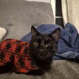 Entry image for Louie