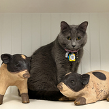 Entry image for Anna (Previously "Linda")