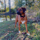 Entry image for  Ruby