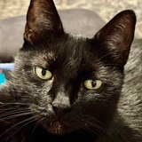 Entry image for Chloe 