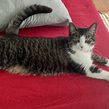 Entry image for Bailey