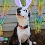 Entry image for Darla