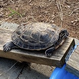 Entry image for Myrtle