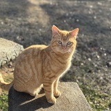 Entry image for Rusty