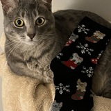 Entry image for Sasha