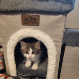 Entry image for Nugget