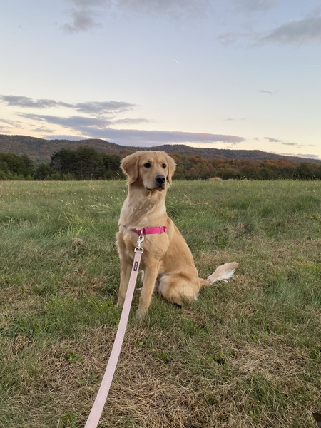 Entry image for Maya. Clicking this image will show a larger photo