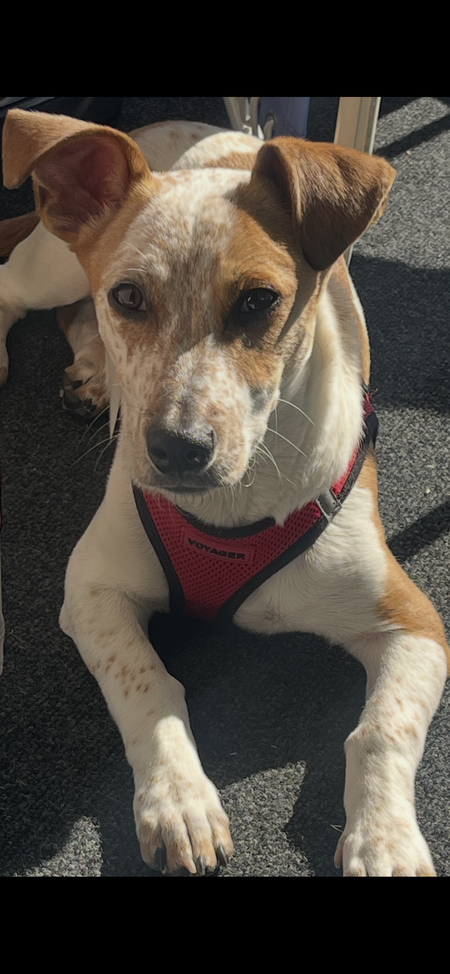 Entry image for Scooby. Clicking this image will show a larger photo