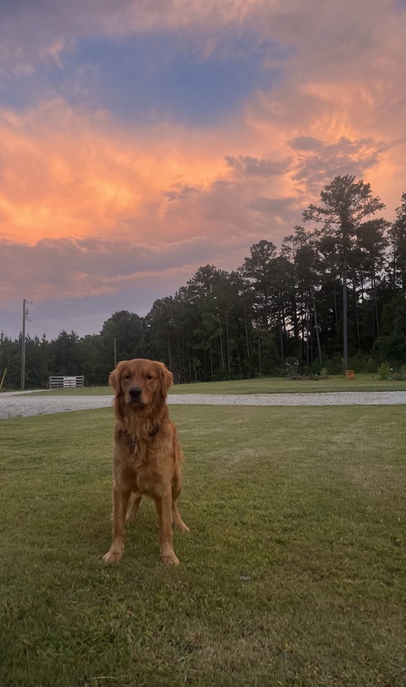 Entry image for Hank. Clicking this image will show a larger photo