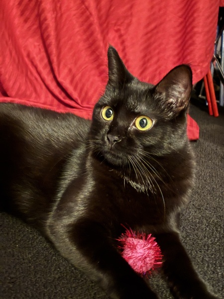 Entry image for Skylar. Clicking this image will show a larger photo