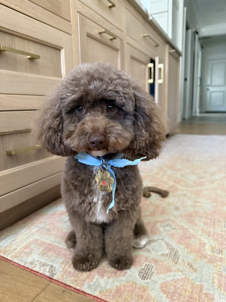 Entry image for Bosley. Clicking this image will show a larger photo