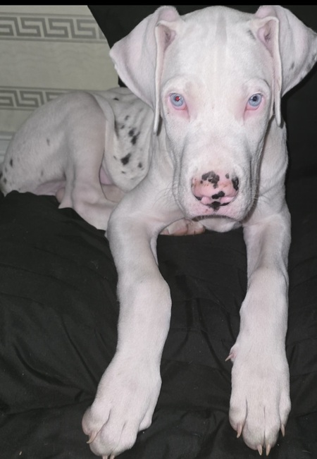 Entry image for Denali Blues. Clicking this image will show a larger photo