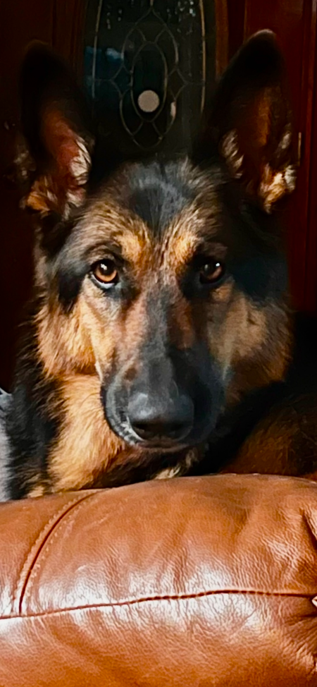 Entry image for Willow. Clicking this image will show a larger photo