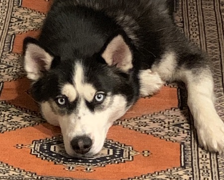 Entry image for Kali. Clicking this image will show a larger photo