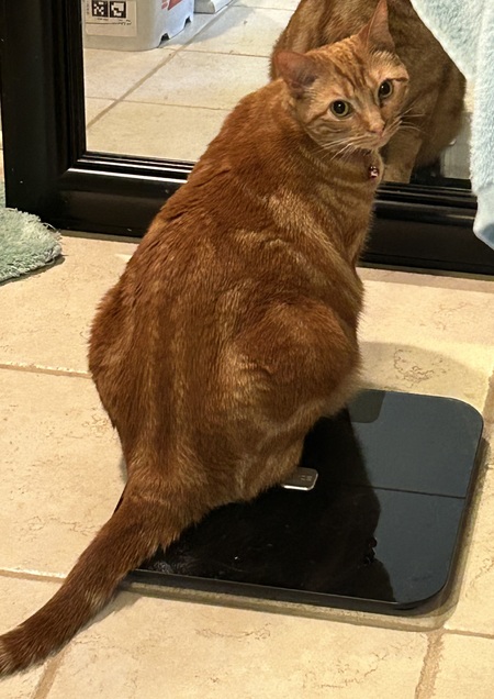 Entry image for Nugget. Clicking this image will show a larger photo