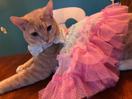 Entry image for Tiggy. Clicking this image will show a larger photo