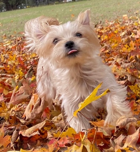 Entry image for Sibbie. Clicking this image will show a larger photo