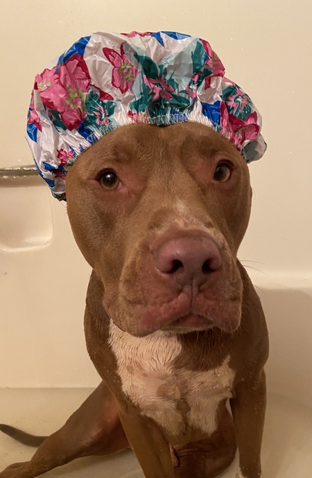 Entry image for Opie. Clicking this image will show a larger photo