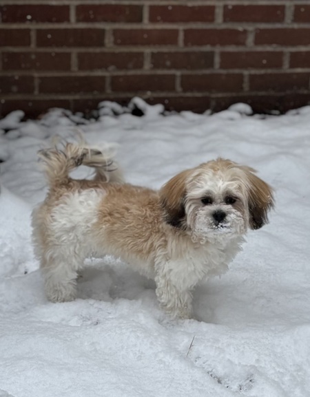 Entry image for Wheeler. Clicking this image will show a larger photo