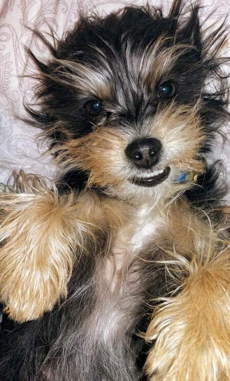 Entry image for Booty. Clicking this image will show a larger photo