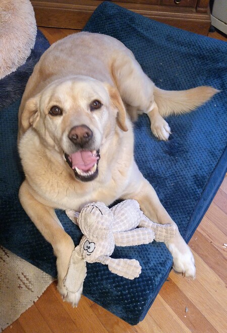 Entry image for Buddy. Clicking this image will show a larger photo