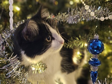 Entry image for Pib. Clicking this image will show a larger photo