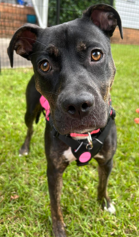 Entry image for Indie. Clicking this image will show a larger photo