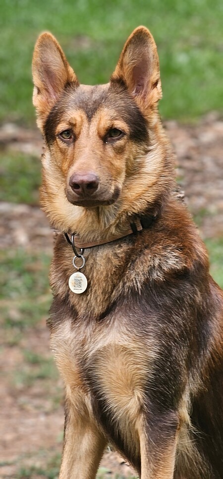 Entry image for Ada . Clicking this image will show a larger photo