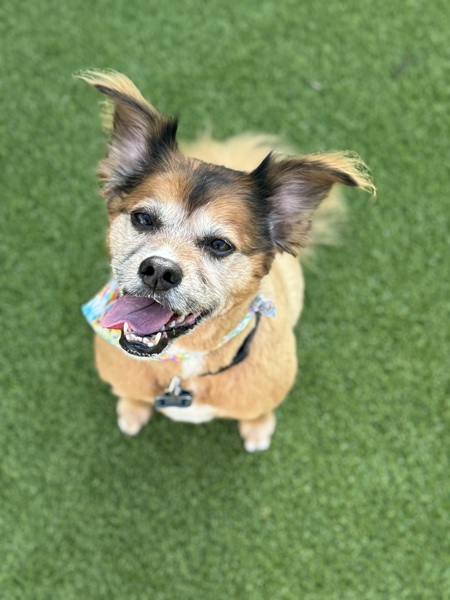 Entry image for Lola. Clicking this image will show a larger photo