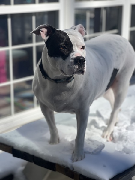 Entry image for Dixie. Clicking this image will show a larger photo