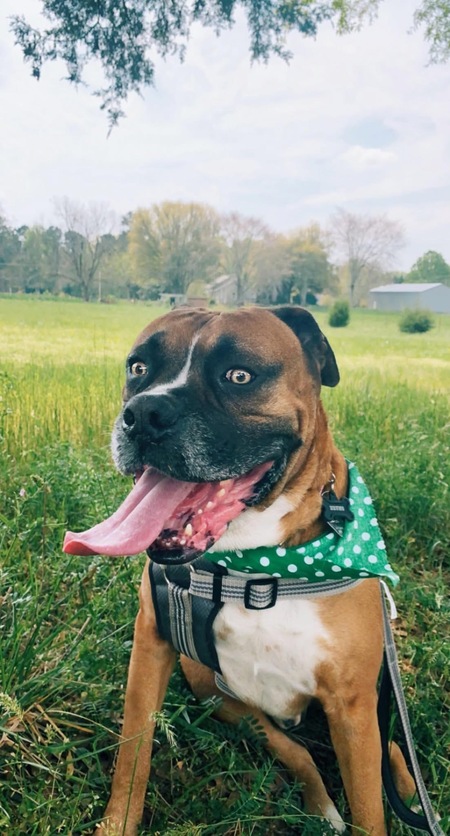 Entry image for Bruno. Clicking this image will show a larger photo