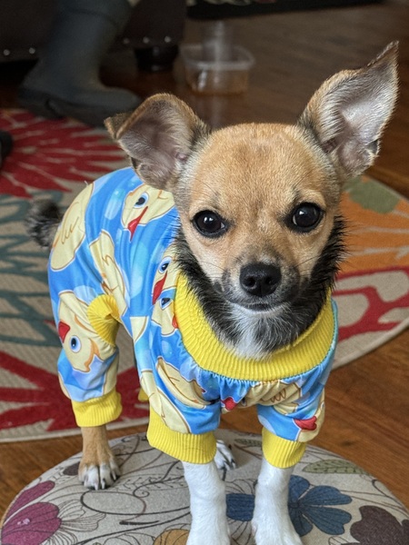 Entry image for Winniepoo. Clicking this image will show a larger photo