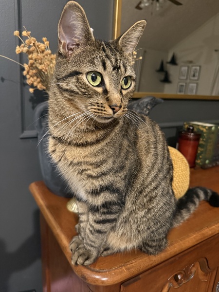 Entry image for Mac. Clicking this image will show a larger photo