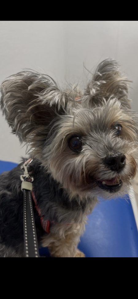 Entry image for Ellie May. Clicking this image will show a larger photo