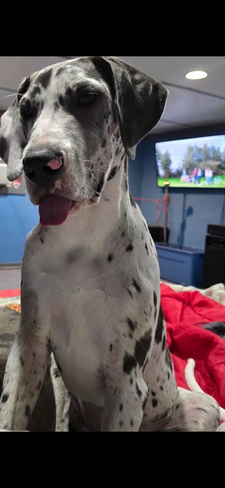 Entry image for Kionni Kai. Clicking this image will show a larger photo