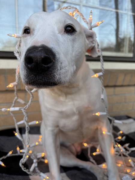 Entry image for Ronnie. Clicking this image will show a larger photo