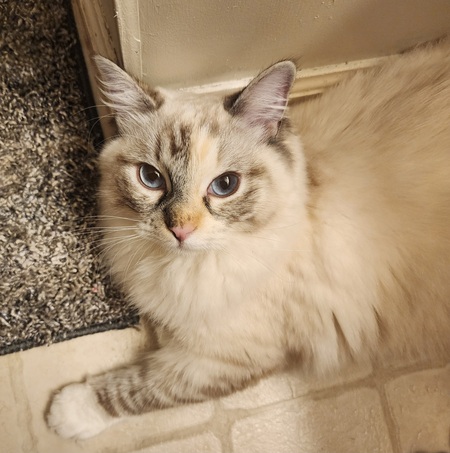 Entry image for Luna. Clicking this image will show a larger photo