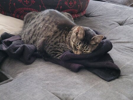 Entry image for Fiona. Clicking this image will show a larger photo