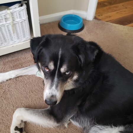 Entry image for Bear Griffin. Clicking this image will show a larger photo