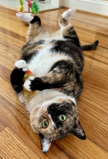 Entry image for Rey. Clicking this image will show a larger photo