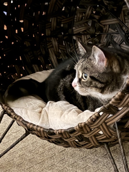 Entry image for Wallace. Clicking this image will show a larger photo