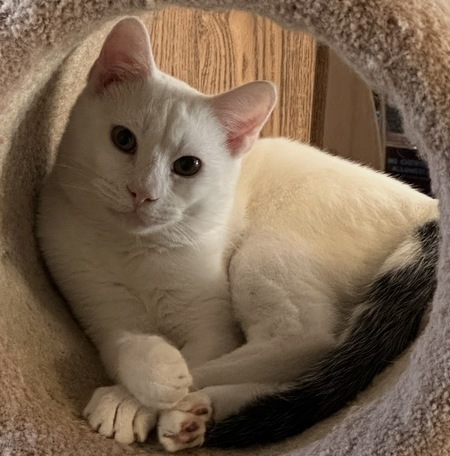 Entry image for Ghost. Clicking this image will show a larger photo