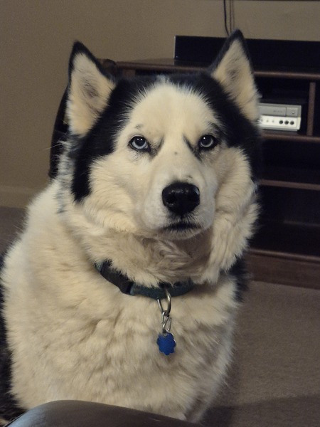 Entry image for Bodhi. Clicking this image will show a larger photo