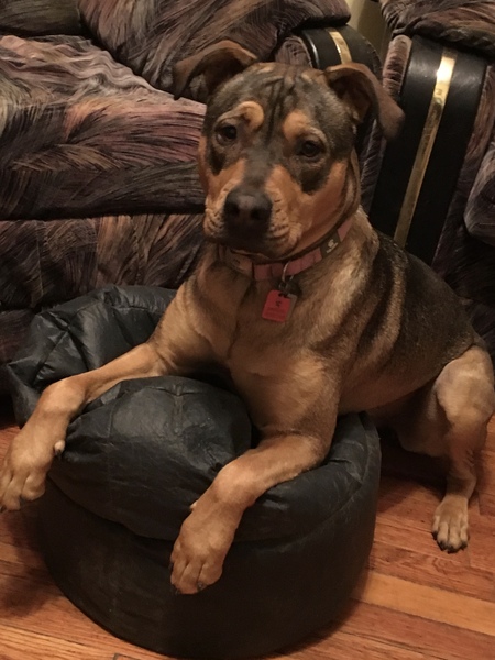 Entry image for Bella Donna. Clicking this image will show a larger photo