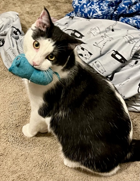 Entry image for Obi. Clicking this image will show a larger photo