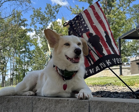 Entry image for Dexter. Clicking this image will show a larger photo